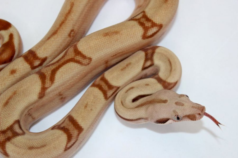 Indy (poss super)  hypo